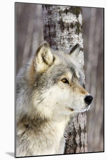 Timber Wolf-null-Mounted Photographic Print