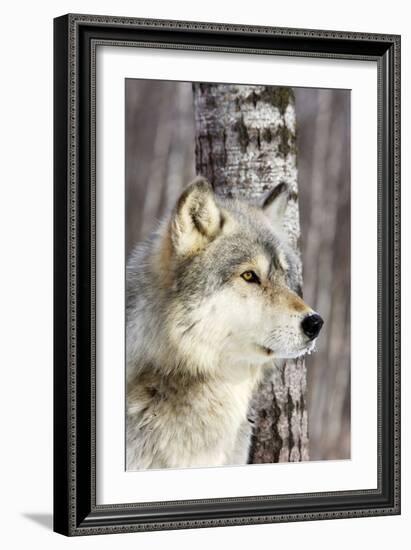 Timber Wolf-null-Framed Photographic Print