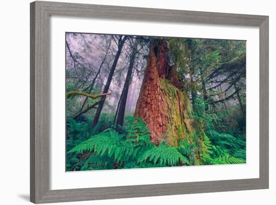 Time Tree, California Redwood Coast-null-Framed Photographic Print