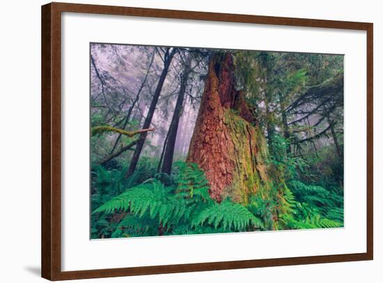 Time Tree, California Redwood Coast-null-Framed Photographic Print