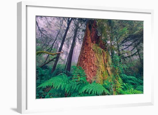 Time Tree, California Redwood Coast-null-Framed Photographic Print