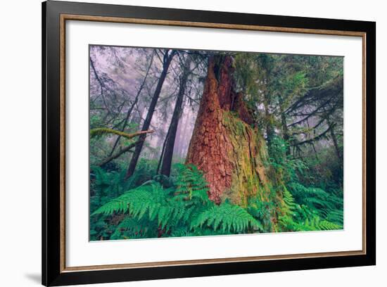 Time Tree, California Redwood Coast-null-Framed Photographic Print