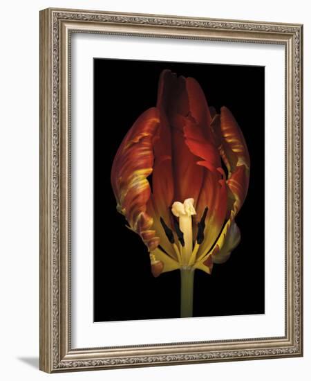 Timid Tulip-Assaf Frank-Framed Giclee Print