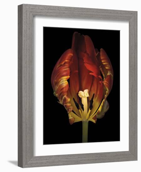 Timid Tulip-Assaf Frank-Framed Giclee Print