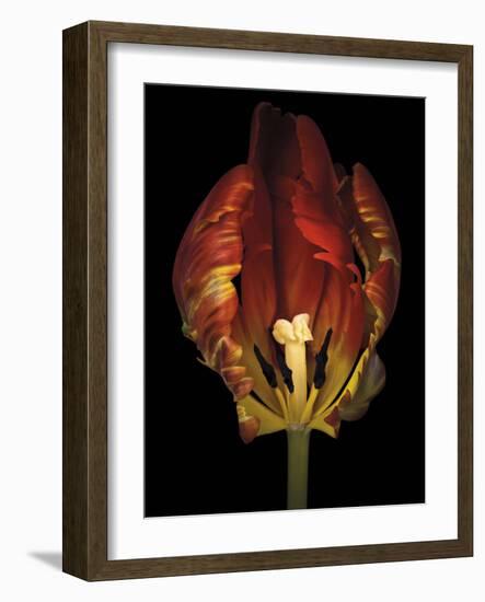 Timid Tulip-Assaf Frank-Framed Giclee Print