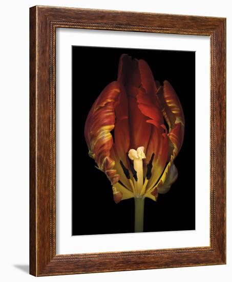 Timid Tulip-Assaf Frank-Framed Giclee Print