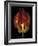 Timid Tulip-Assaf Frank-Framed Giclee Print