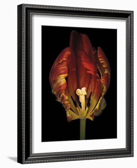 Timid Tulip-Assaf Frank-Framed Giclee Print