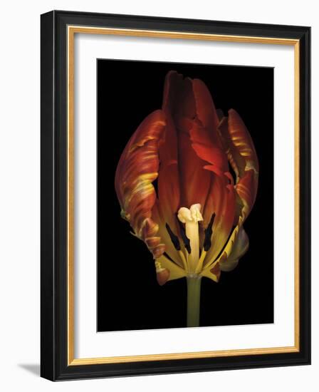 Timid Tulip-Assaf Frank-Framed Giclee Print