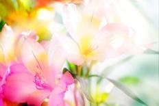Beautiful Tulips Made with Color Filters-Timofeeva Maria-Art Print