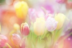 Beautiful Tulips Made with Color Filters-Timofeeva Maria-Art Print