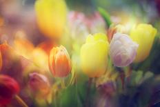 Beautiful Flowers Made with Color Filters and Textures-Timofeeva Maria-Photographic Print
