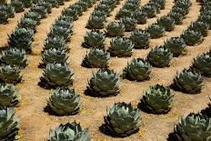 Rows of Artichoke Agave in a Formal Garden with Yellow Palo Verde Blossoms on the Ground-Timothy Hearsum-Mounted Photographic Print