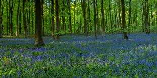 English Bluebells-Timothy Smith-Framed Photographic Print