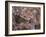 Timurid Decoration, Sufi Shrine of Gazargah, Herat Province, Afghanistan-Jane Sweeney-Framed Photographic Print