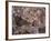 Timurid Decoration, Sufi Shrine of Gazargah, Herat Province, Afghanistan-Jane Sweeney-Framed Photographic Print