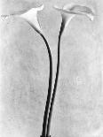 Calla Lilies, Mexico City, 1925-Tina Modotti-Photographic Print