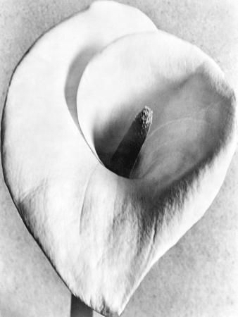 Tina Modotti Still Life Prints: Photos, Posters & Wall Art