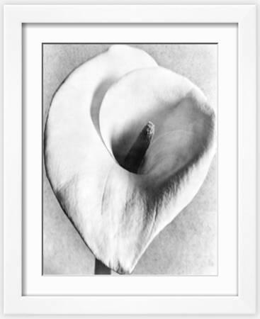 Calla Lily Black and White Photography Wall Art: Prints, Paintings &  Posters | Art.com