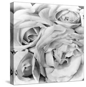 Flowers Black And White Photography Canvas Art For Sale Prints