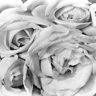 Tina Modotti Still Life Prints: Photos, Posters & Wall Art