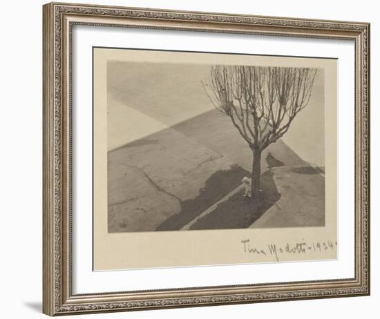 Tina Modotti, Tree with Dog, 1924-Tina Modotti-Framed Art Print