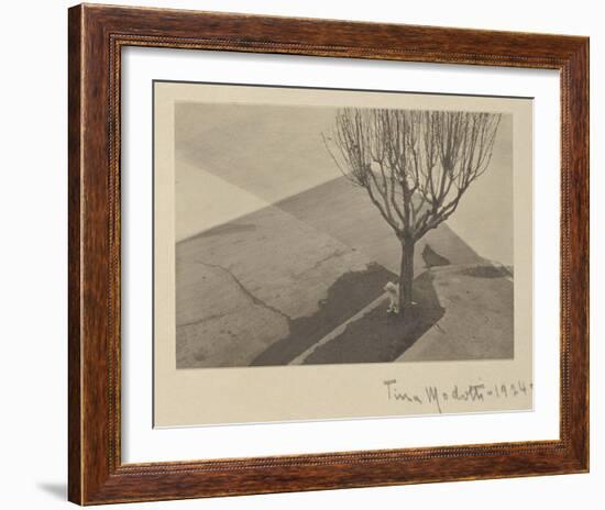 Tina Modotti, Tree with Dog, 1924-Tina Modotti-Framed Art Print