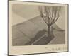 Tina Modotti, Tree with Dog, 1924-Tina Modotti-Mounted Art Print