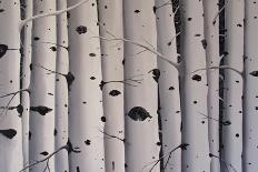 Birch Trees-Tina Palmer-Framed Premier Image Canvas