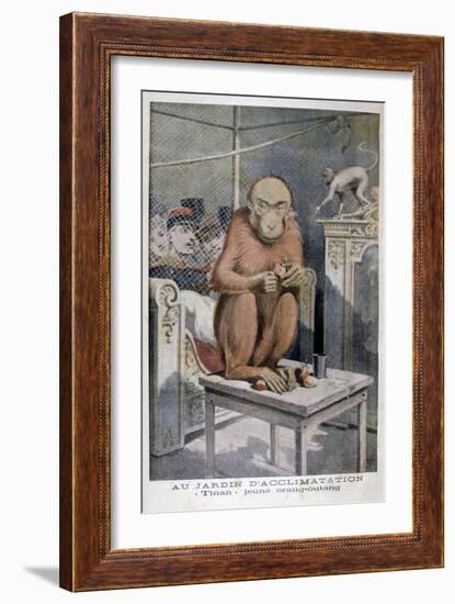 Tinan the Orangutan, 1896-Henri Meyer-Framed Giclee Print