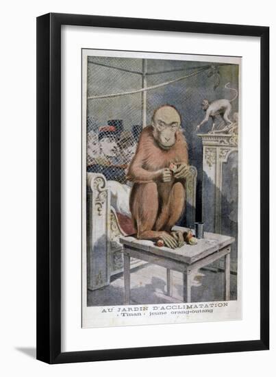 Tinan the Orangutan, 1896-Henri Meyer-Framed Giclee Print