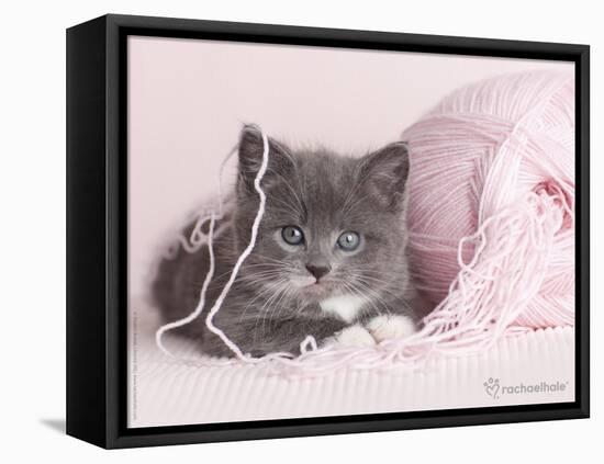 Tinker-Rachael Hale-Framed Stretched Canvas