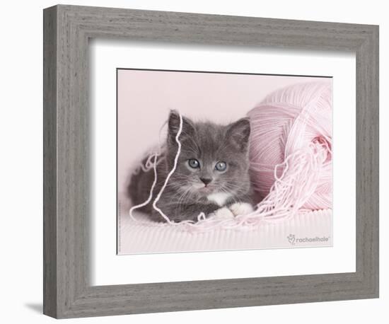 Tinker-Rachael Hale-Framed Photographic Print