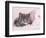 Tinker-Rachael Hale-Framed Photographic Print