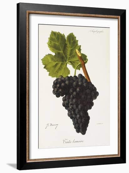 Tinta Lameira Grape-J. Troncy-Framed Giclee Print