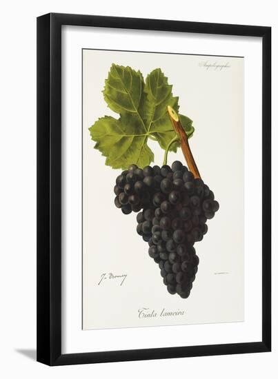 Tinta Lameira Grape-J. Troncy-Framed Giclee Print