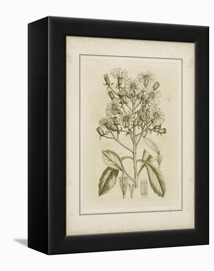 Tinted Botanical I-Samuel Curtis-Framed Stretched Canvas