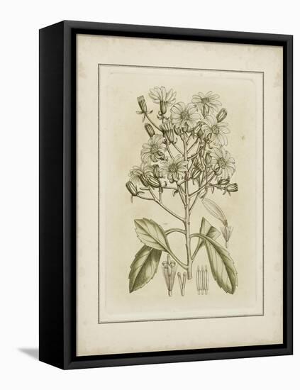 Tinted Botanical I-Samuel Curtis-Framed Stretched Canvas