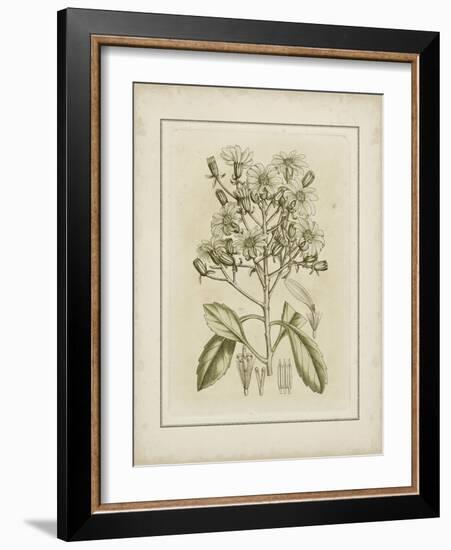 Tinted Botanical I-Samuel Curtis-Framed Art Print