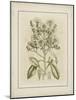 Tinted Botanical I-Samuel Curtis-Mounted Art Print