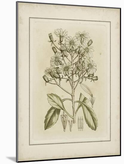 Tinted Botanical I-Samuel Curtis-Mounted Art Print