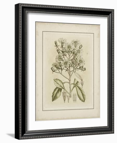 Tinted Botanical I-Samuel Curtis-Framed Art Print