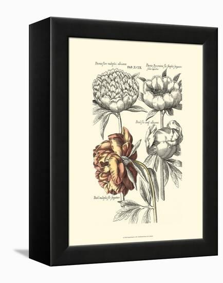 Tinted Floral I-Besler Basilius-Framed Stretched Canvas