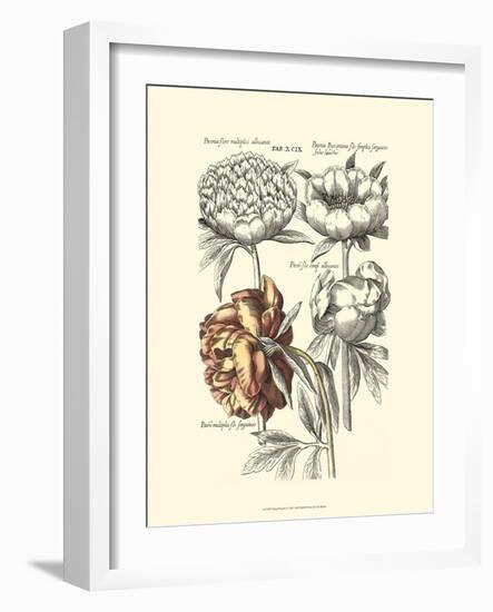 Tinted Floral I-Besler Basilius-Framed Premium Giclee Print
