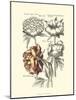 Tinted Floral I-Besler Basilius-Mounted Art Print