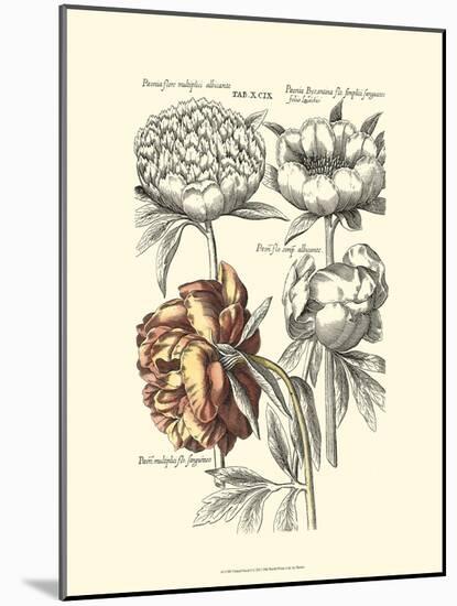 Tinted Floral I-Besler Basilius-Mounted Art Print