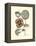 Tinted Floral II-Besler Basilius-Framed Stretched Canvas