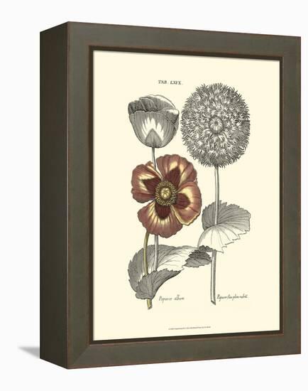 Tinted Floral II-Besler Basilius-Framed Stretched Canvas