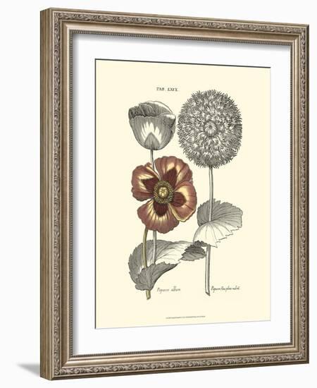 Tinted Floral II-Besler Basilius-Framed Art Print