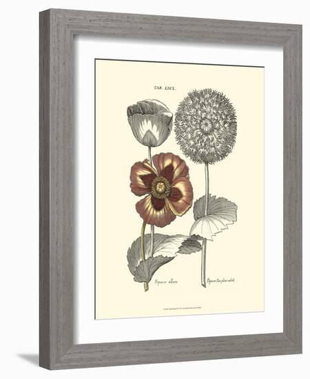 Tinted Floral II-Besler Basilius-Framed Art Print